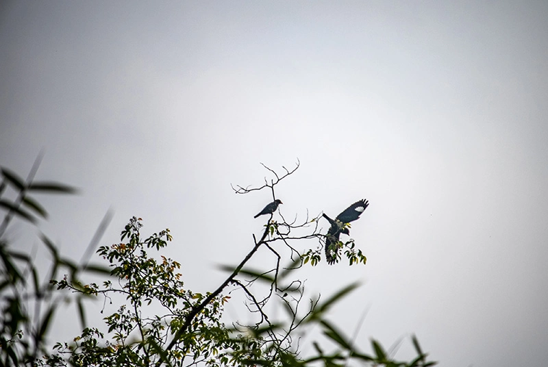 Nongkhyllem Wildlife Sanctuary